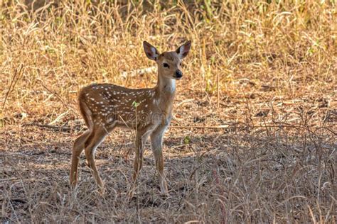 Spotted deer fawn stock photo. Image of habitat, chital - 71346642