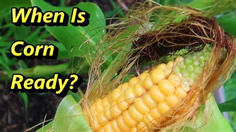 How to Know When the Corn is Ready to Harvest: Tips on Picking Corn ...