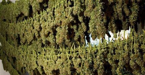 How To Re-Moisten Dry Weed