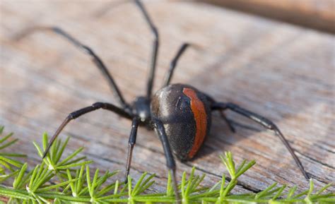 Redback spider (Lactrodectus hasselti) - Australia - Professional Pest ...