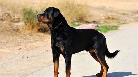 18 of the World's Biggest Dog Breeds | Purina