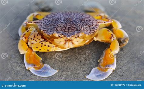 Yellow Crab on the Sand at the Beach, a Strong Shell for Protection and ...