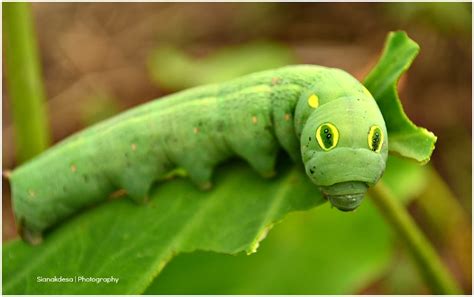 Vine Hawk-Moth Caterpillar | Project Noah