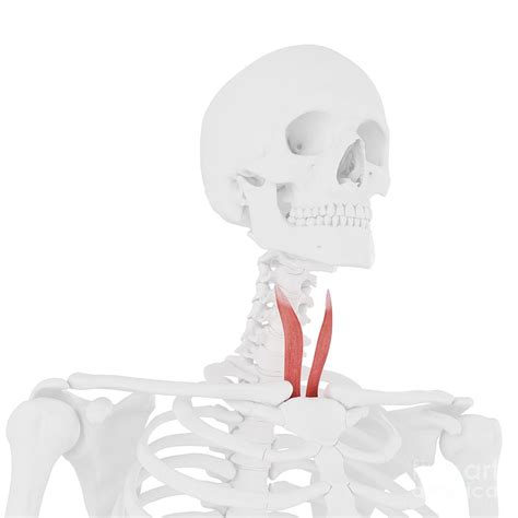 Sternothyroid Muscle Photograph by Sebastian Kaulitzki/science Photo ...