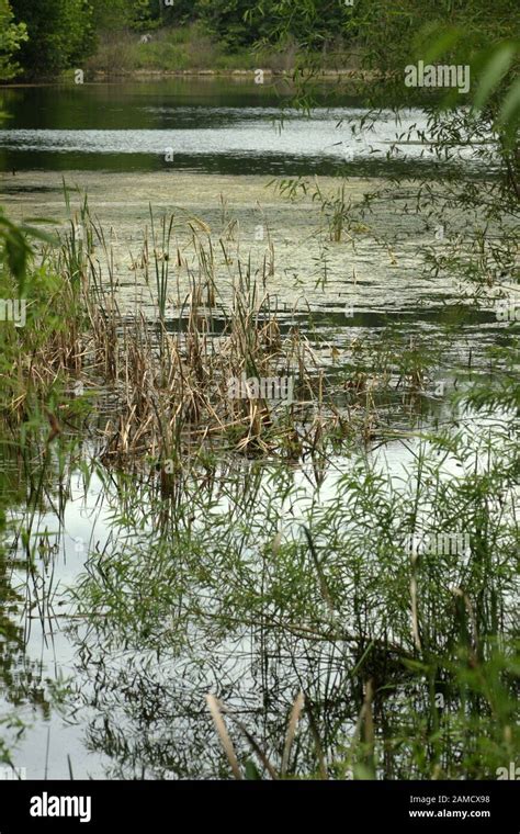 Plants growing in marshy area at the edge of a river. Virginia, USA ...