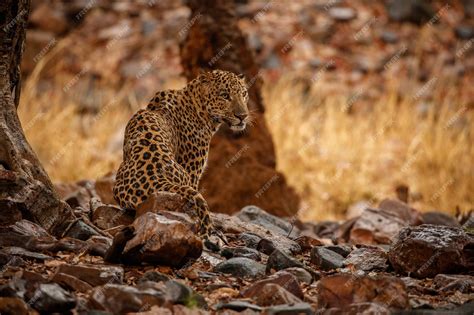 Free Photo | Indian leopard in the nature habitat leopard resting on ...