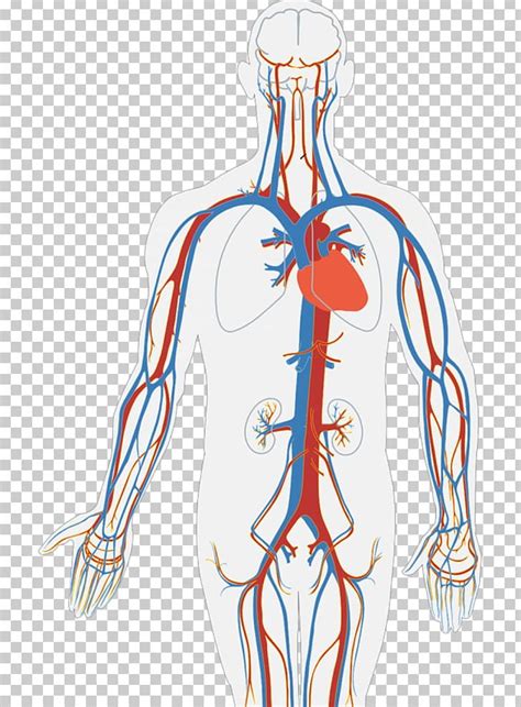 Circulatory System Human Body Diagram Organ Heart PNG, Clipart, Anatomy ...