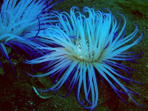 Displaying 16> Images For - Blue Sea Anemone... | Sea anemone, Ocean ...