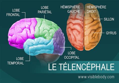 Anatomie Du Cerveau Humain / L'anatomie du corps humain