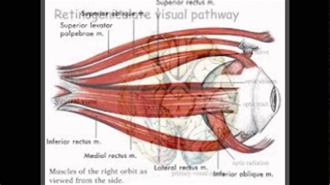 Function Of The Optic Nerve In The Eye - YouTube