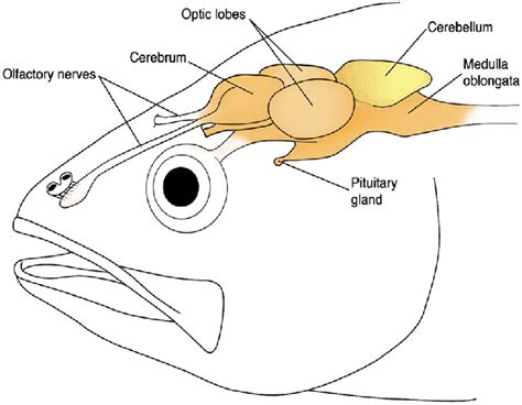 Brain Real Name For Fish