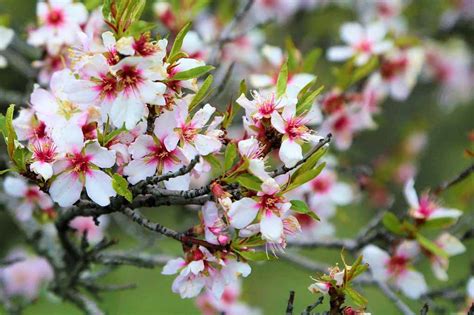 All-in-One Almond Trees Buying & Growing Guide | Trees.com