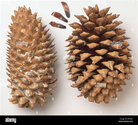 Coulter pine cones hi-res stock photography and images - Alamy