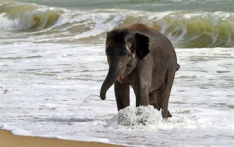 7 Pictures of adorable baby elephant playing at the beach | Amazing ...