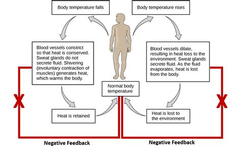 Four Core Principles Related to Homeostasis