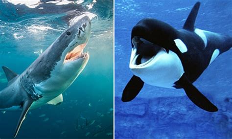 Orca Eating Great White Shark