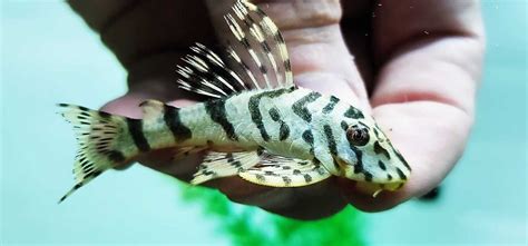 Leopard Frog Pleco Price | informacionpublica.svet.gob.gt