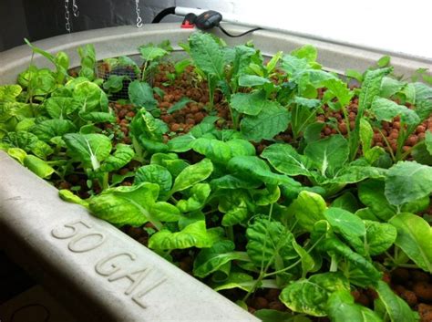 basement aquaponics & raising tilapias-- I like that she uses home ...