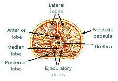 Prostate Images Anatomy - Anatomy Reading Source