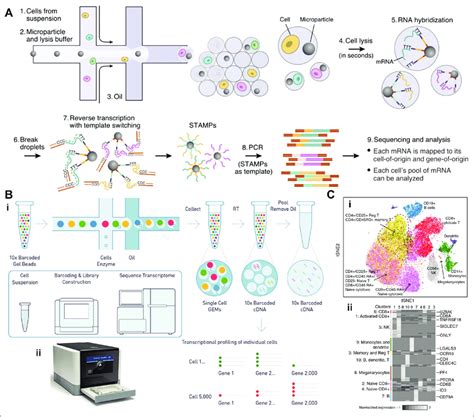 Single-cell RNA sequencing. (A) Drop-SEQ workflow, as described in ...