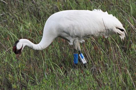 Remote Tracking of Aransas-Wood Buffalo Whooping Cranes « Whooping ...