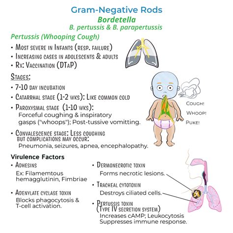 Bordetella (Pertussis) - Immunology / Microbiology Flashcards | ditki ...
