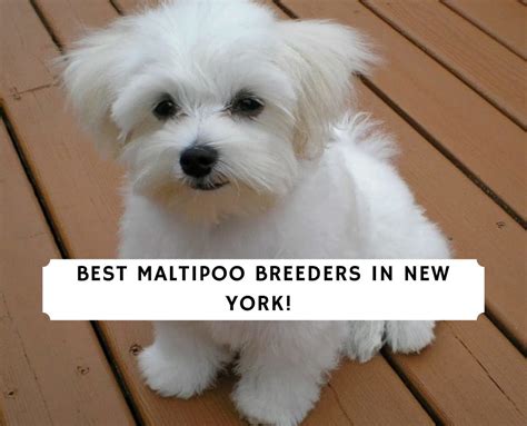 The 5 Best Maltipoo Breeders in New York!