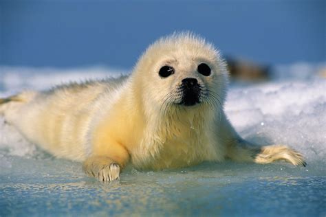 True Seals: Monk Seals, Bearded Seals, and More