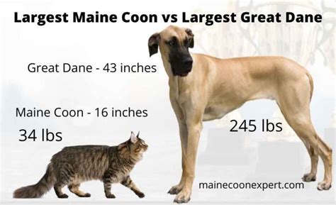 The Size Of A Maine Coon Compared To A Dog - Maine Coon Expert