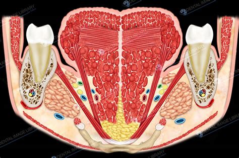 Coronal section of tongue, showing intrinsic muscles. 12JB00039 ...