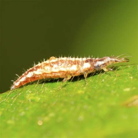 Green Lacewing Larvae for Pest Control | Planet Natural