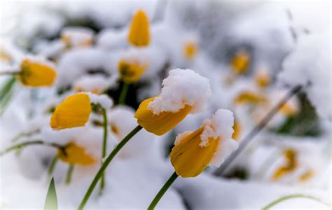 Spring Snow Wallpapers - Wallpaper Cave