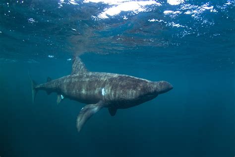 Basking Shark Size Comparison