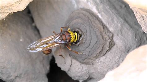 Potter Wasp building Nest - YouTube