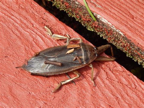 Powell River Books Blog: Coastal BC Insects: Giant Water Bug