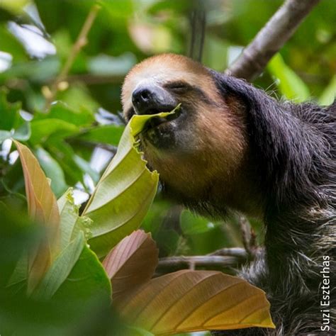 6. Sloth Diet and Digestion - The Sloth Conservation Foundation