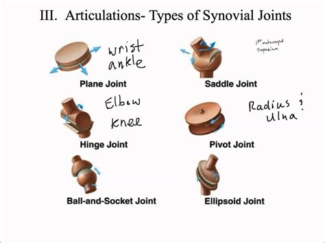 This short video summarizes the six synovial joints and gives examples ...