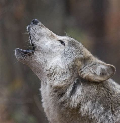 Awoo! | Animal photography, Wolf dog, Wild dogs