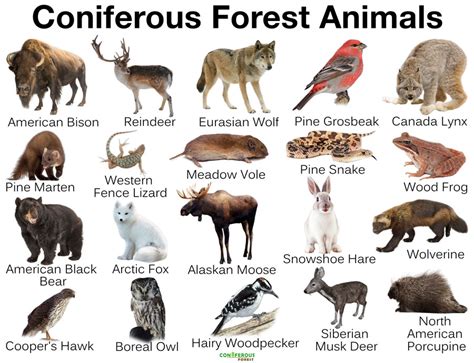 Coniferous Forest Animals: List and Facts - Coniferous Forest