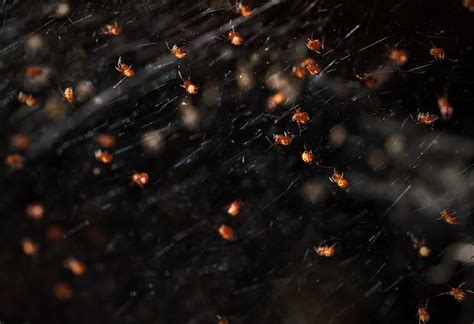 Northern Black Widow Spiderlings | Suffolk County, NY | Alex Roukis ...