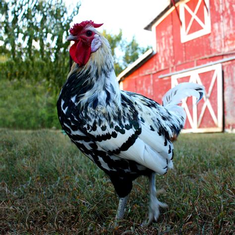 Silver Spangled Hamburg - Silver Spangled Hamburg - Chicks for Sale ...