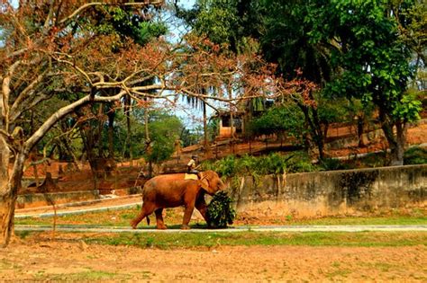 Assam State Zoo (Guwahati) - 2020 All You Need to Know BEFORE You Go ...