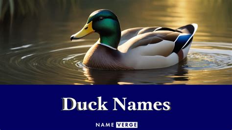 Duck Names: 808+ Funny Names For Your Pet Quack Quack