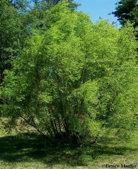 Black Willow - Salix nigra - North American Insects & Spiders