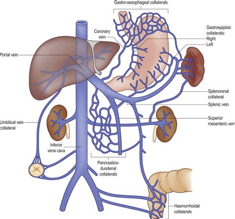 Portal vein anatomy, function, embolization, thrombosis & hypertension