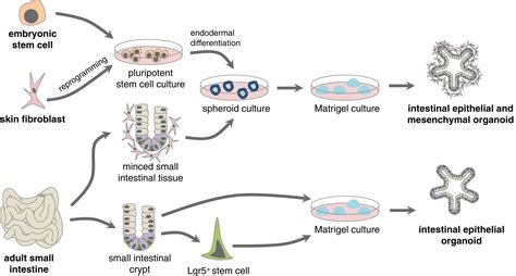 Organoids: Modeling Development and the Stem Cell Niche in a Dish ...