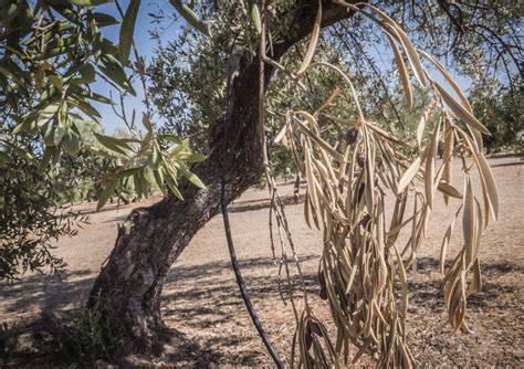 Identified a natural solution against Xylella fastidiosa, one of the ...