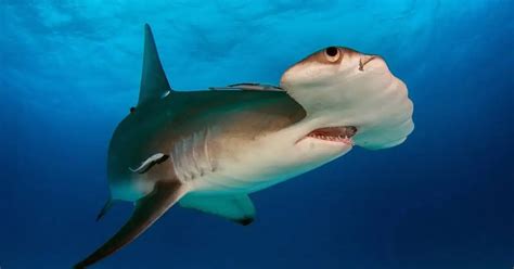 Hammerhead Shark Behavior - AnimalBehaviorCorner