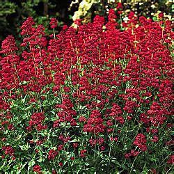 Keys of Heaven Red Perennials, Drought Tolerant Perennials, Long ...