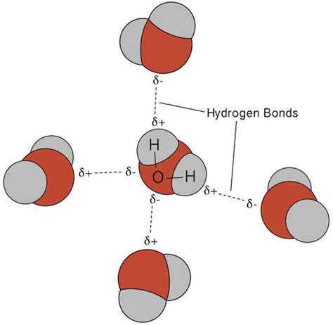 Structure of Water and Hydrogen Bonding Study Guide - Inspirit